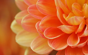 closeup photo of orange petaled flower